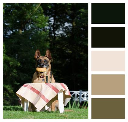 Picnic Malinois Belgian Shepherd Dog Image